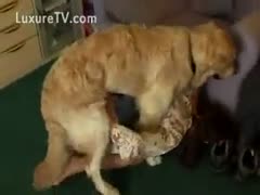 A skinny young white woman is being pounded from behind by a brute while engulfing her boyfriend's shlong.